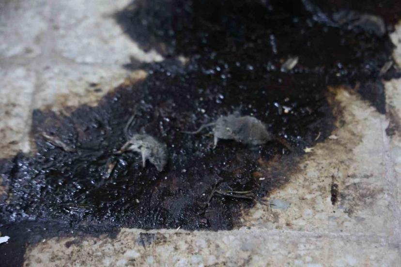 Kilis’te hijyen şartlarına aykırı üretim yapan işletmeye 105 bin TL ceza