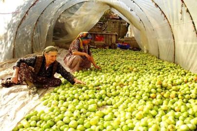 Kırağı vurdu, gök domates seraya taşındı