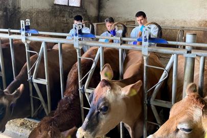 Kırklareli’nde büyükbaş hayvan işletmelerinde hastalıktan ari kontrolleri