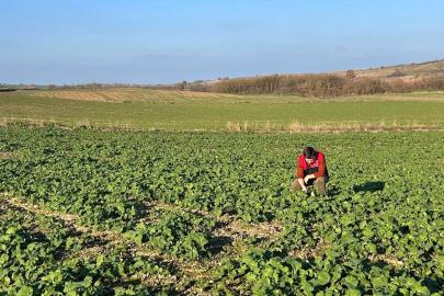 Kırklareli’nde kanola gelişimi inceleniyor