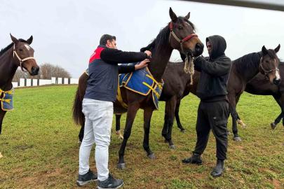 Kırklareli’nde safkan atlar aşılandı