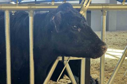 Kırsalda Bereket Hayvancılığa Destek Projesi, 2028 yılına kadar sürecek