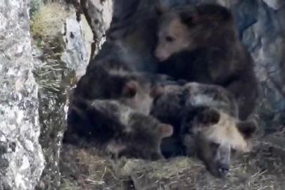 Kış uykusuna yatmaya hazırlanan ayı ailesi böyle görüntülendi