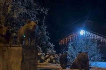 Kış uykusuna yatmayan ayılar böyle görüntülendi