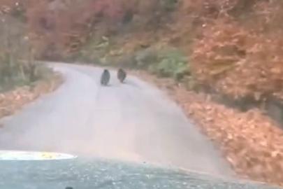 Kış uykusuna yatmayan yavru ayılar kameraya yakalandı