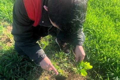 Kofçaz’da tarla faresine karşı etkin mücadele: Tarım arazilerinde fare tehdidi