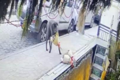 Kokina hırsızı sevimli köpek kameraya yakalandı