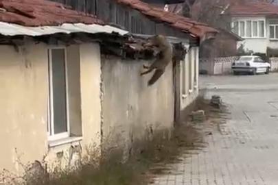 Köpek seslerini duyan tilkinin yaşadığı panik kamerada