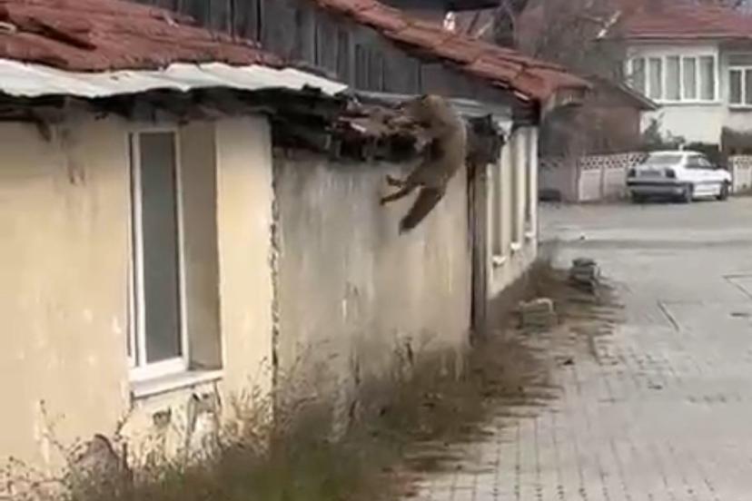 Köpek seslerini duyan tilkinin yaşadığı panik kamerada