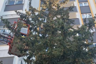 Köpekten kaçan kedi 3 gün ağaçta mahsur kaldı