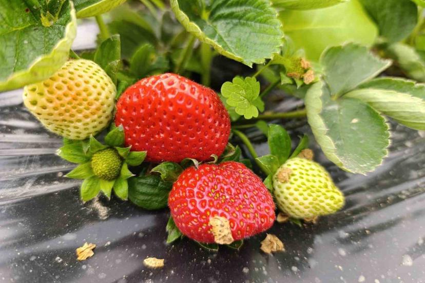 Köprübaşı’nda kış çileği 200 TL’den alıcı buluyor