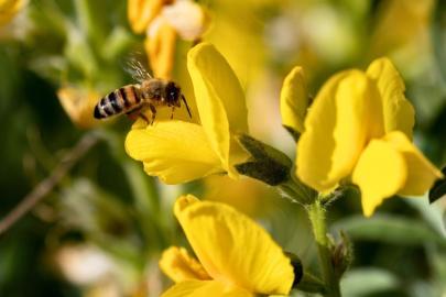 Koruma Altındaki ‘Eber Sarısı’yla ilgili önemli açıklama