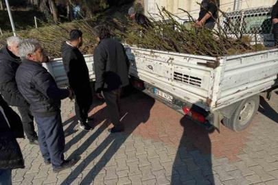 Köşk’te üreticiye tüplü incir fidanı desteği