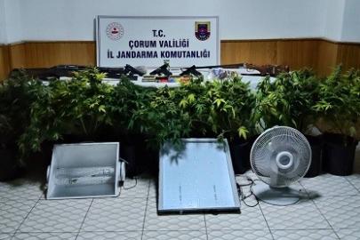 Köy evinde çadır kurup skunk yetiştiren şahsa operasyon