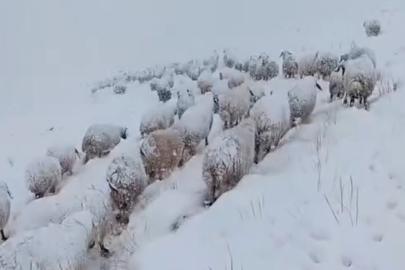 Koyun sürüsünün kar altında zorlu yolculuğu