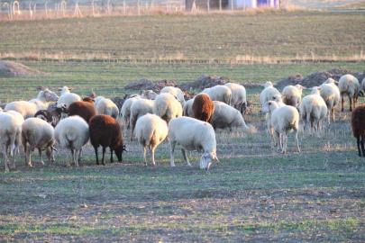 Koyunlar bu kışı kırda otlayarak geçiriyor