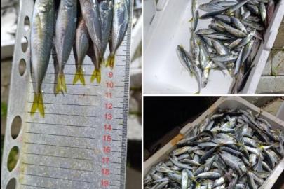 Küçük boyda avlanan balıklara el konuldu