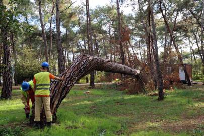 Kuruyan, risk oluşturan ve devrilen ağaçlar tespit ediliyor