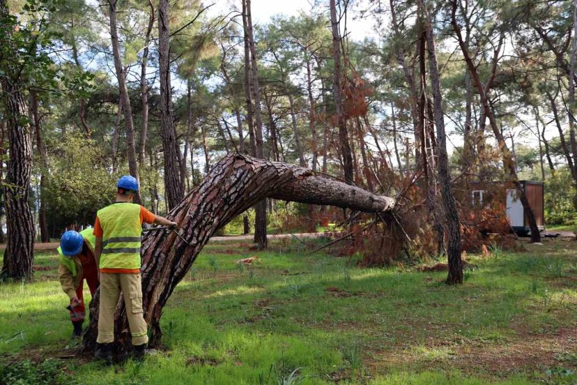 Kuruyan, risk oluşturan ve devrilen ağaçlar tespit ediliyor