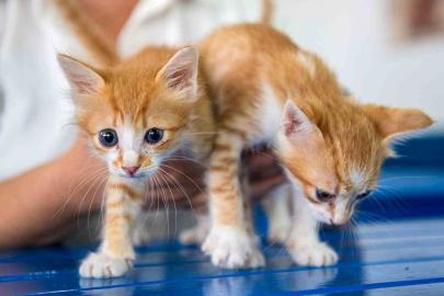 Kuşadası Belediyesi Veteriner İşleri Müdürlüğü’nden ‘mikroçip taktırın’ uyarısı