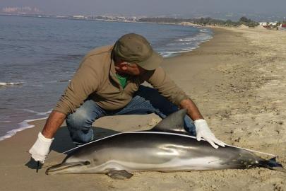 Kuşadası’nda yunus balığı karaya vurdu