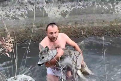 Kütahya’da su kanalına düşen karaca kurtarıldı