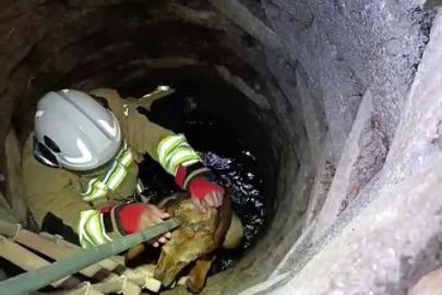 Kuyuya düşen köpeği itfaiye kurtardı