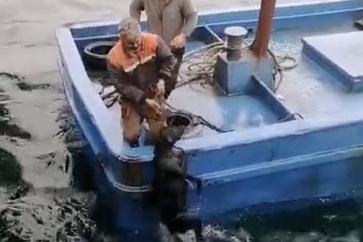 Lapseki’de iskelede denize düşerek sürüklenen köpeğin yardımına balıkçılar yetişti