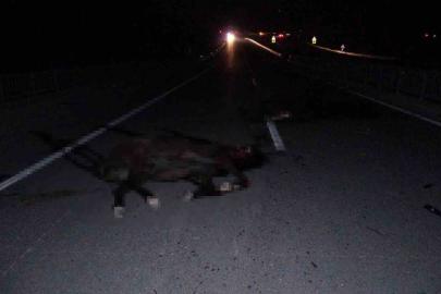 Malatya’da feci olay: Milyonluk taylar karayolunda telef oldu