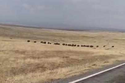 Malazgirt’te domuz sürüsü görüntülendi