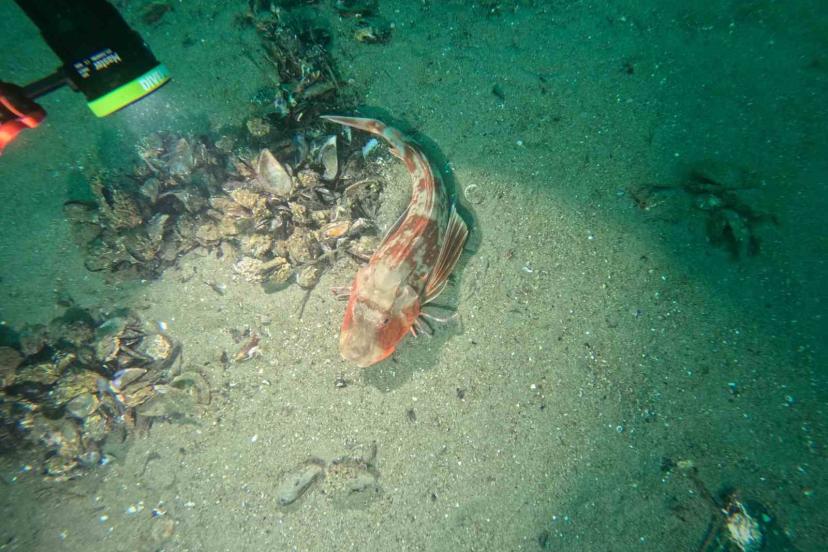 Marmara Denizi’nin ekolojik yapısı mercek altında
