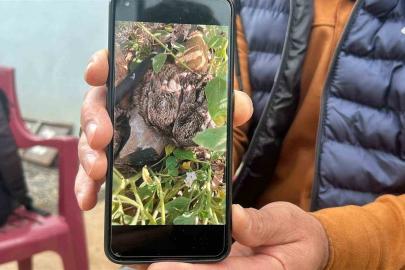 Merhametli çiftçi, yılların emeğine kemirerek zarar veren tavşanları "Bunlar şimdi hazırlanıyor, Doğan’ın fidanını nasıl yiyeceğim diye düşünüyor" diyerek elleriyle yakaladı