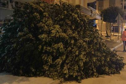 Mersin’de şiddetli rüzgar ağaçları devirdi