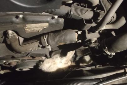 Minibüsün motoruna sıkışan kedi kurtarıldı