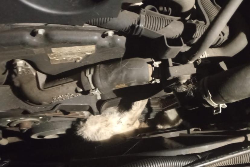 Minibüsün motoruna sıkışan kedi kurtarıldı