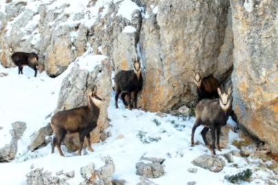 Munzur’un beyaz zirvesinde şamualar görüntülendi