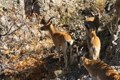 Munzur’un sarp kayalıklarında yaban keçileri