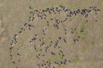 Muş’ta kar yağmayınca yem giderleri azaldı