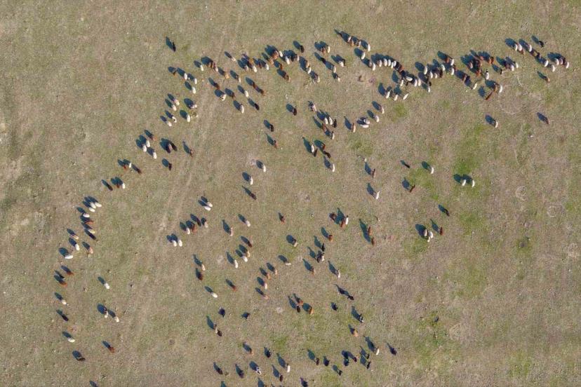 Muş’ta kar yağmayınca yem giderleri azaldı