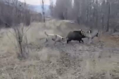 Muş’ta yaban domuzu ile çoban köpeklerinin kovalamacası kamerada