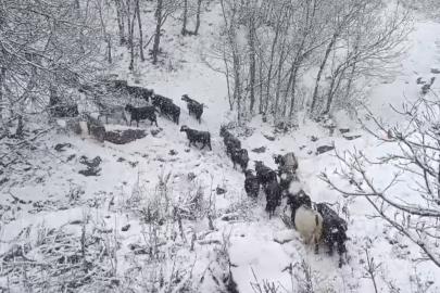 Muş’un yüksek rakımlı köylerde kar etkili oldu, besiciler zor anlar yaşadı