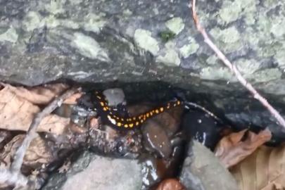 Nesli tehlike altındaki Kafkas semenderi Şavşat’ta görüntülendi