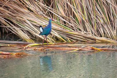 Nesli tehlikedeki ’saz horozu’ Göksu Deltası’nda görüntülendi