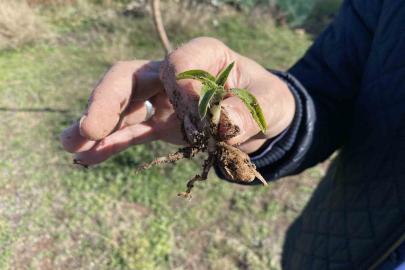 Nesli tükenme tehlikesi altında olan salep Eskişehir’de yeniden hayat buluyor