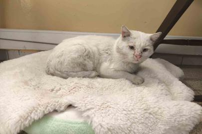 Okul, sokak kedisinin yuvası oldu