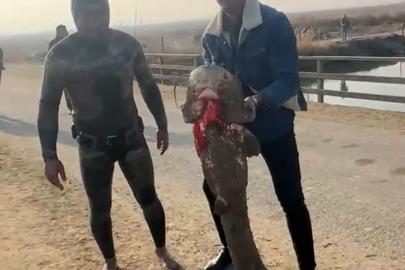 Olta yok, ağ yok: Karasu Çayı’nda çıplak elle yayın balığı avı