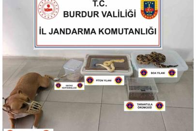 Operasyon yapılan ev hayvanat bahçesi gibi çıktı