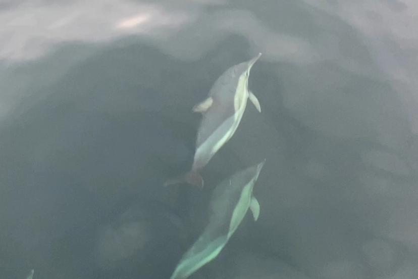 Ordu’da yunusların balıkçı tekneleriyle yarışması görsel şölen oluşturdu