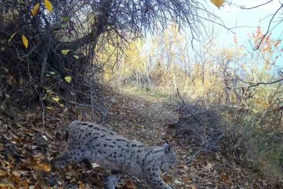 "Ormanın Hayaleti" vaşak Erzincan’da görüntülendi