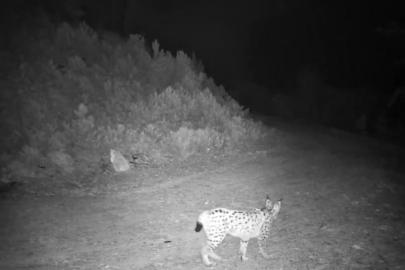’Ormanın hayaleti’ vaşak kamerada